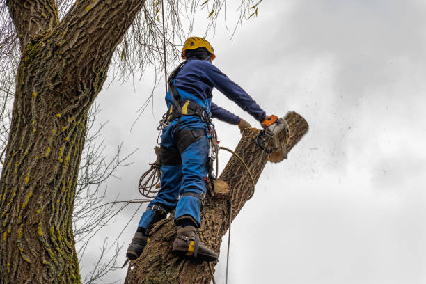 Best Best Tree Removal Services  in El Cenizo, TX